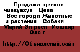 Продажа щенков чиахуахуа › Цена ­ 12 000 - Все города Животные и растения » Собаки   . Марий Эл респ.,Йошкар-Ола г.